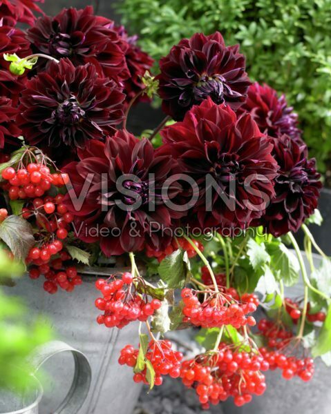 Dahlia Dark Fubuki Dahlia Dark Fubuki