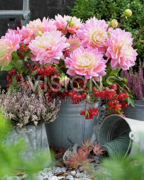 Dahlia Sweet Sugar Dahlia Sweet Sugar