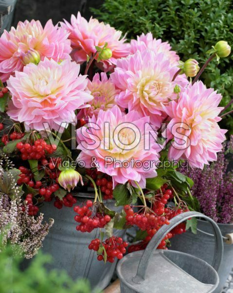 Dahlia Sweet Sugar Dahlia Sweet Sugar