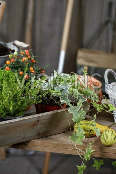Planting winter container Planting winter container