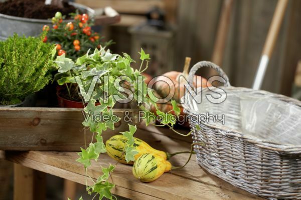 Planting winter container Planting winter container
