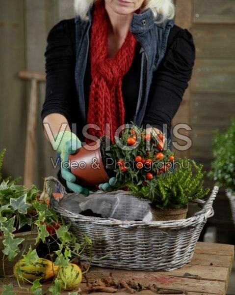 Planting winter container Planting winter container