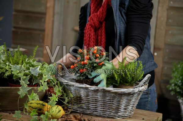 Planting winter container Planting winter container