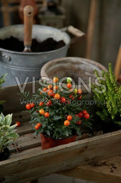 Winter container Winter container