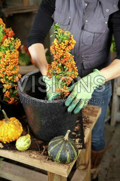 Planting winter container Planting winter container