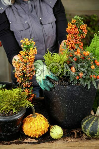 Planting winter container Planting winter container