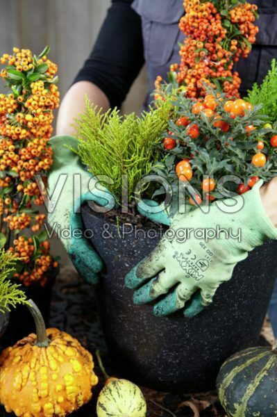 Planting winter container Planting winter container
