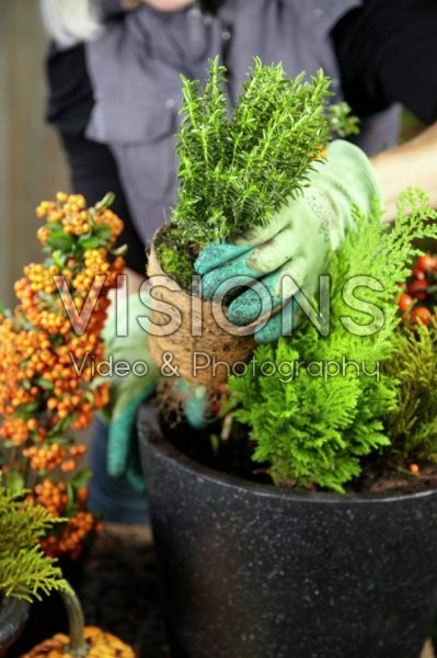 Planting winter container Planting winter container