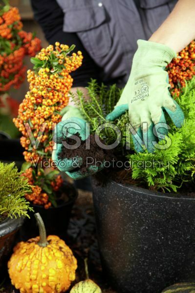 Planting winter container Planting winter container