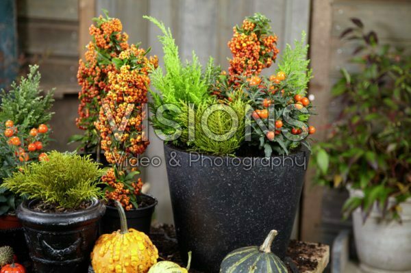 Winter container Winter container