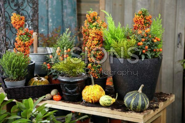Winter container Winter container