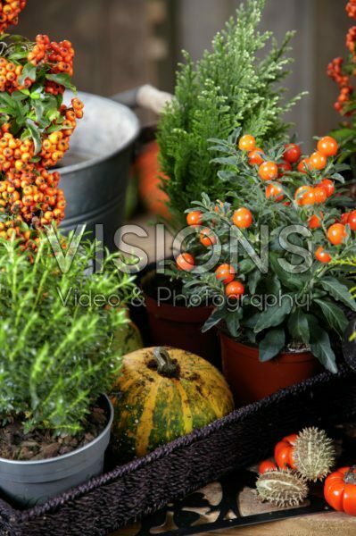 Winter container Winter container