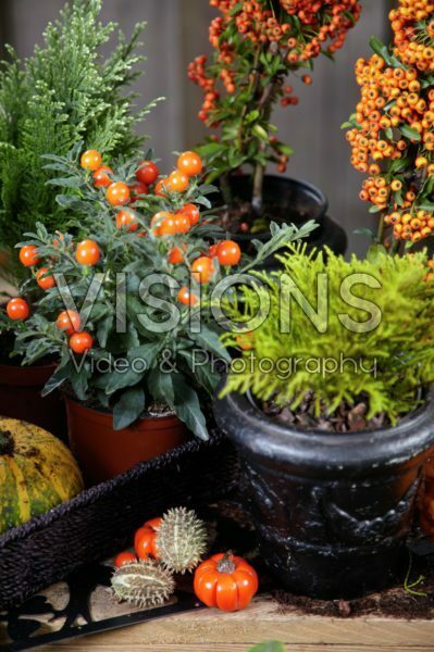Winter container Winter container