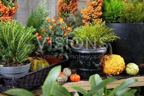 Winter container Winter container