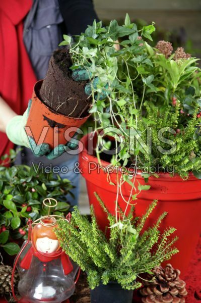 Planting winter container Planting winter container