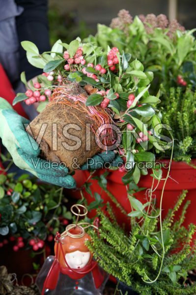 Planting winter container Planting winter container