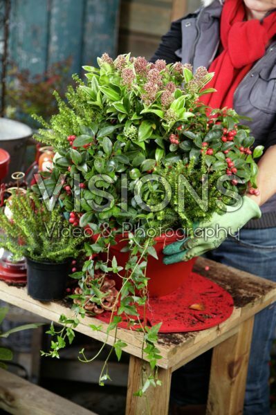 Planting winter container Planting winter container