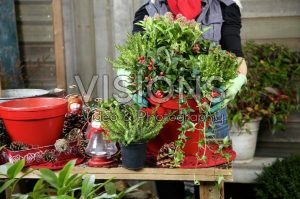 Planting winter container Planting winter container
