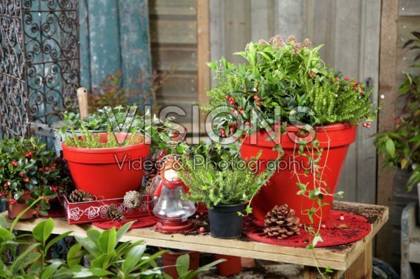 Winter container Winter container