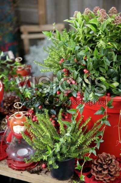 Winter container Winter container