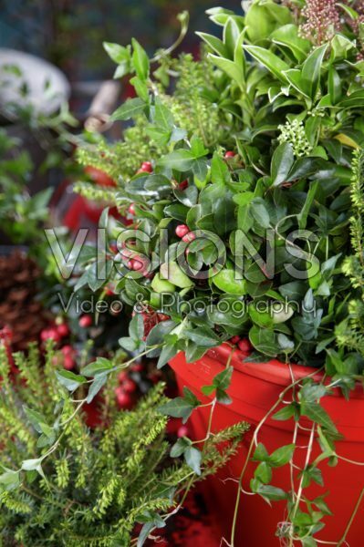Winter container Winter container