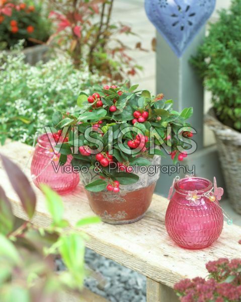 Gaultheria procumbens Gaultheria procumbens