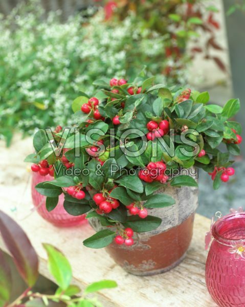 Gaultheria procumbens Gaultheria procumbens
