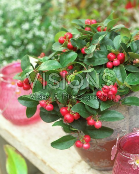 Gaultheria procumbens Gaultheria procumbens