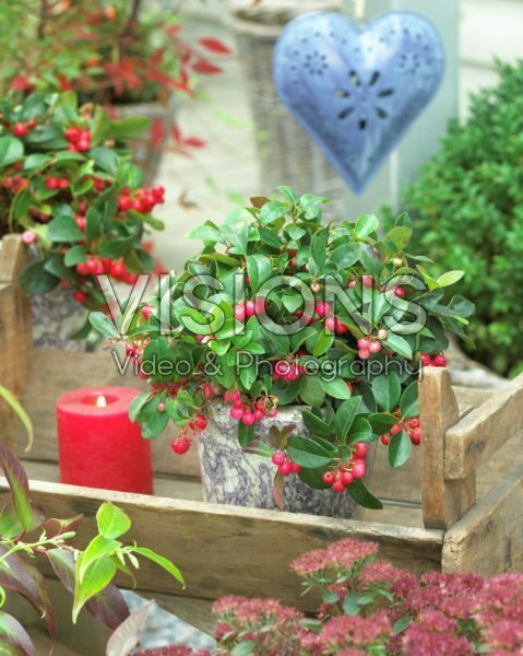 Gaultheria procumbens Gaultheria procumbens