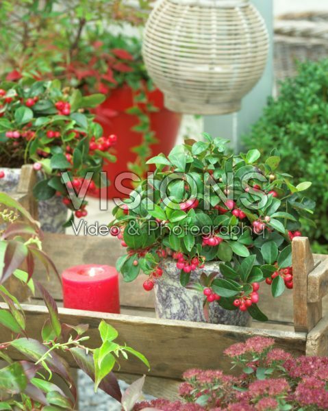Gaultheria procumbens Gaultheria procumbens