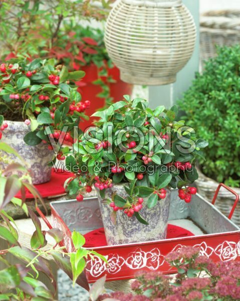 Gaultheria procumbens Gaultheria procumbens
