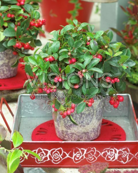 Gaultheria procumbens Gaultheria procumbens