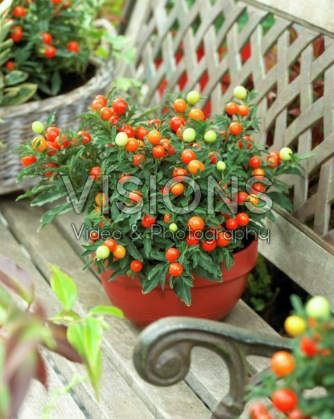 Solanum pseudocapsicum Solanum pseudocapsicum