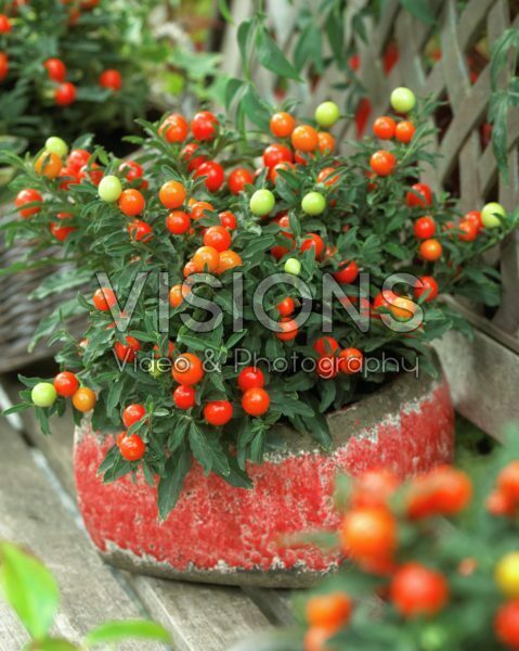 Solanum pseudocapsicum Solanum pseudocapsicum