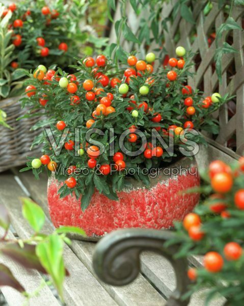 Solanum pseudocapsicum Solanum pseudocapsicum