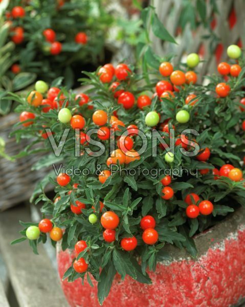 Solanum pseudocapsicum Solanum pseudocapsicum