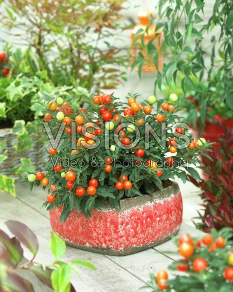 Solanum pseudocapsicum Solanum pseudocapsicum