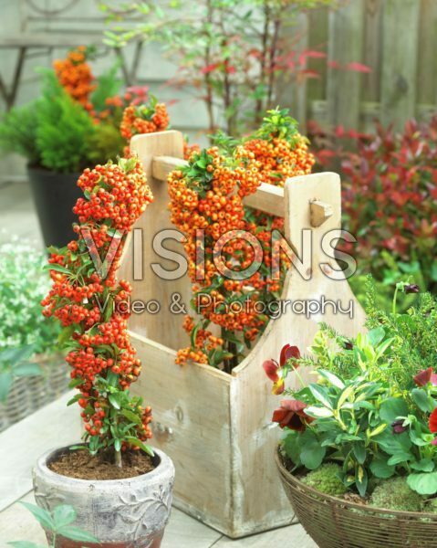 Pyracantha coccinea Pyracantha coccinea