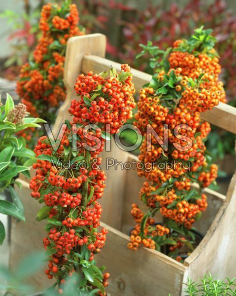 Pyracantha coccinea Pyracantha coccinea