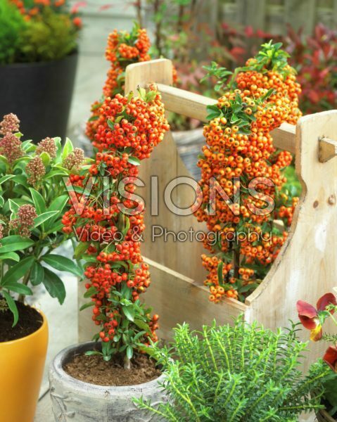Pyracantha coccinea Pyracantha coccinea