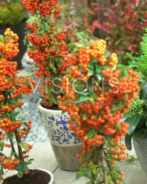 Pyracantha coccinea Pyracantha coccinea