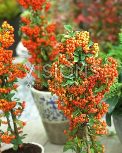 Pyracantha coccinea Pyracantha coccinea