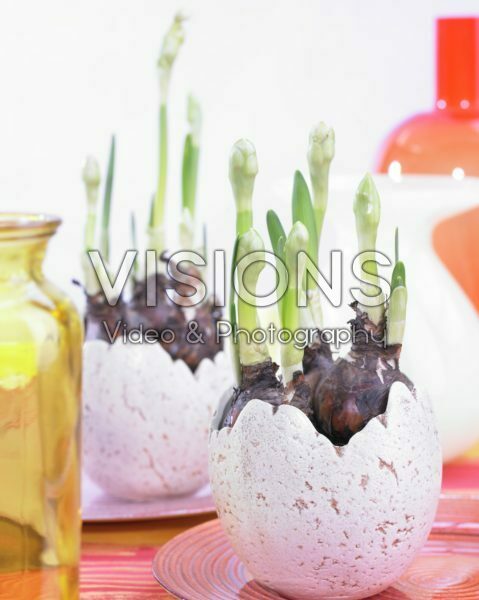 Narcissus Bridal Crown Narcissus Bridal Crown