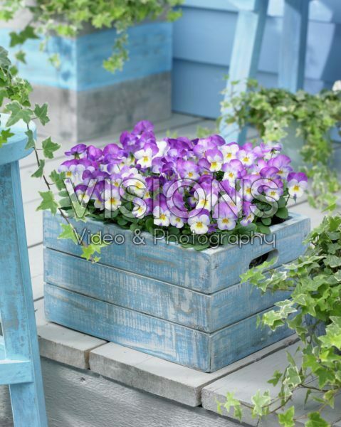 Viola cornuta Deltini Rose Pink Viola cornuta Deltini Rose Pink