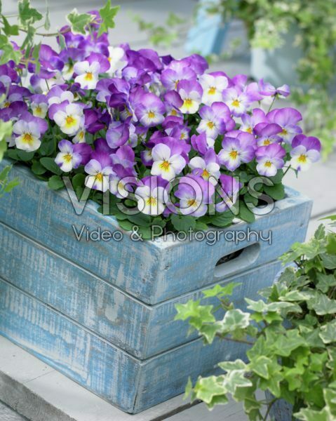 Viola cornuta Deltini Rose Pink Viola cornuta Deltini Rose Pink