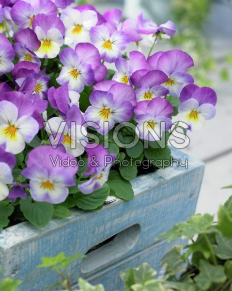 Viola cornuta Deltini Rose Pink Viola cornuta Deltini Rose Pink