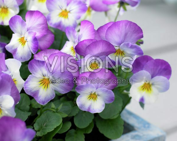 Viola cornuta Deltini Rose Pink Viola cornuta Deltini Rose Pink