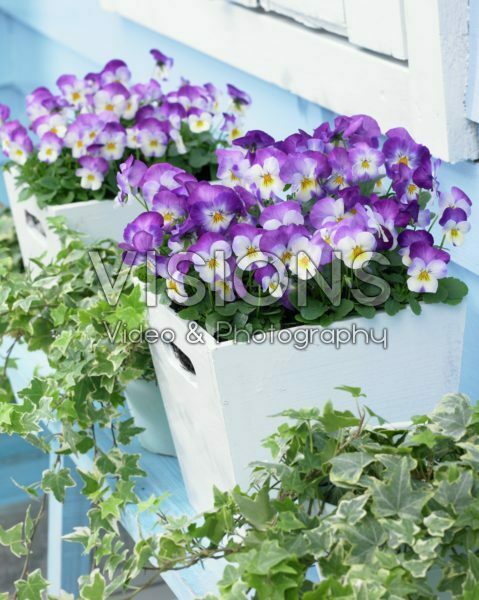Viola cornuta Deltini Rose Pink Viola cornuta Deltini Rose Pink