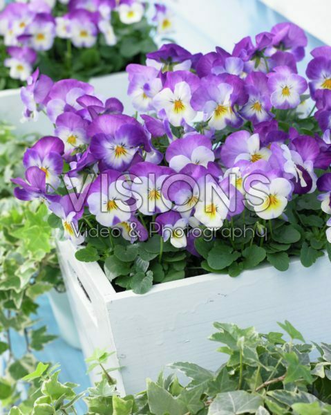Viola cornuta Deltini Rose Pink Viola cornuta Deltini Rose Pink