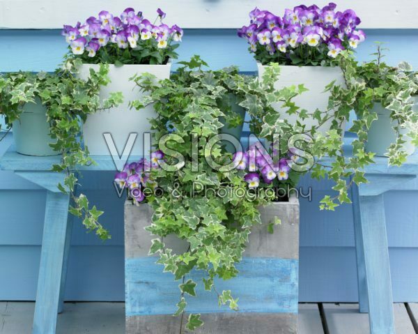 Viola cornuta Deltini Rose Pink Viola cornuta Deltini Rose Pink